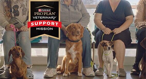 The Pro Plan Veterinary Support Mission logo and dogs with their owners in a vet clinic. 