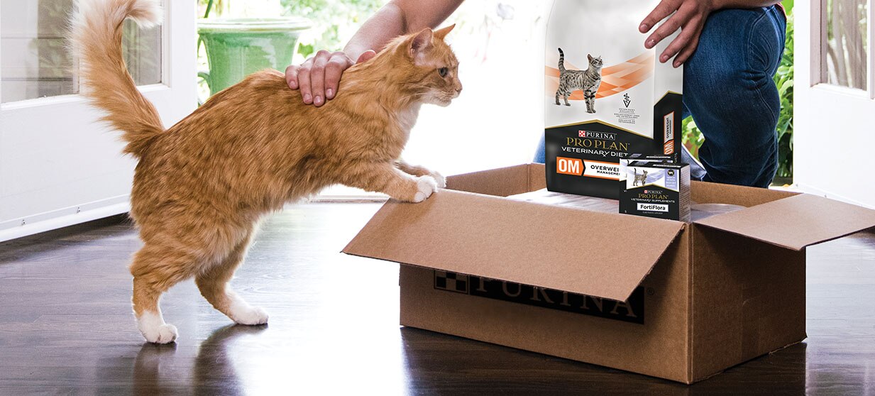 An owner petting their cat climbing on an open box with Pro Plan Veterinary feline products inside
