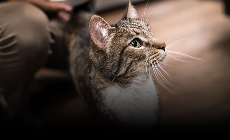 A cat standing next to owner inside.