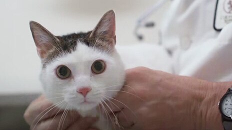 A close up of a cat being examined at the vet.