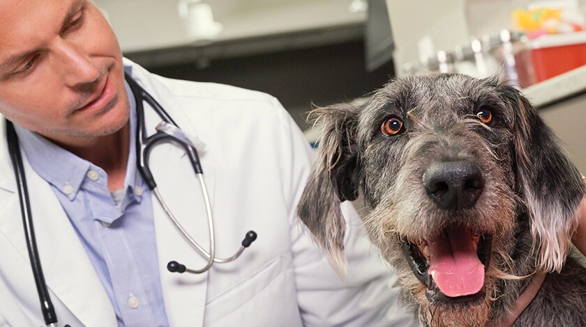 Veterinarian grinning at panting shaggy dog.