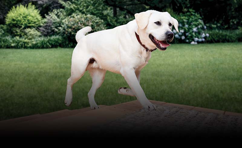A dog walking up patio stairs in a backyard.
