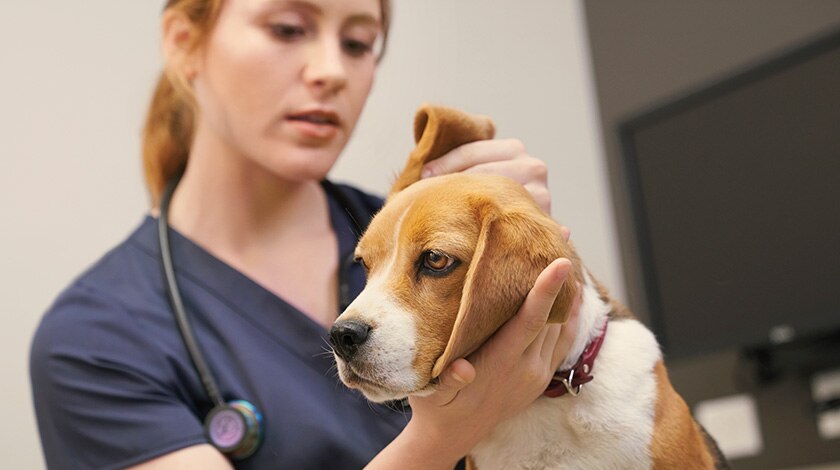 Veterinarian examining the ear of a small dog.