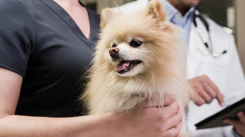 Vet tech holding small dog next to veterinarian pointing to notes on the patient’s chart.
