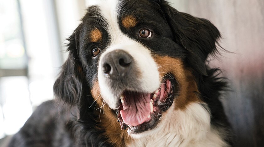 Close up of a panting Bernese Mountain Dog.