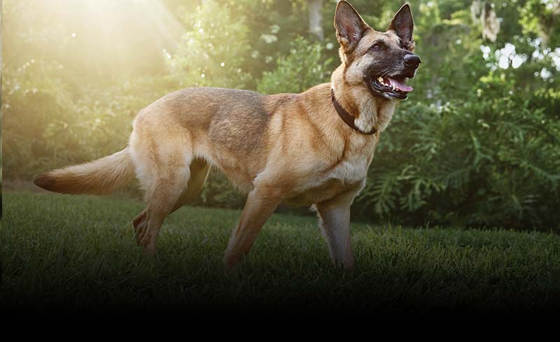 Dog standing outside with the sun shining on its back.