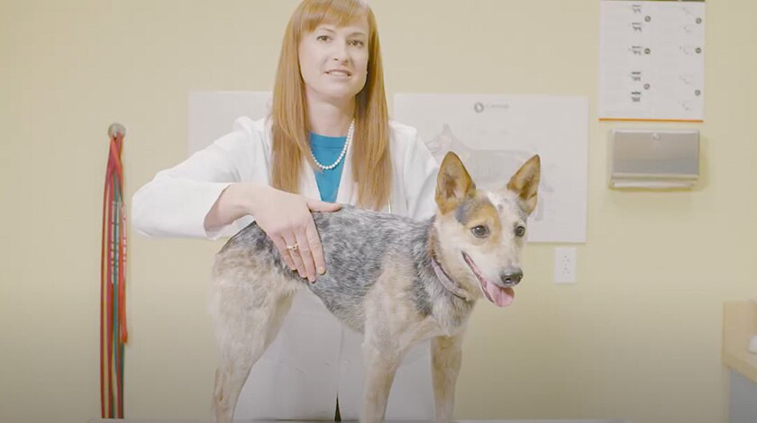 Veterinarian examining canine body condition